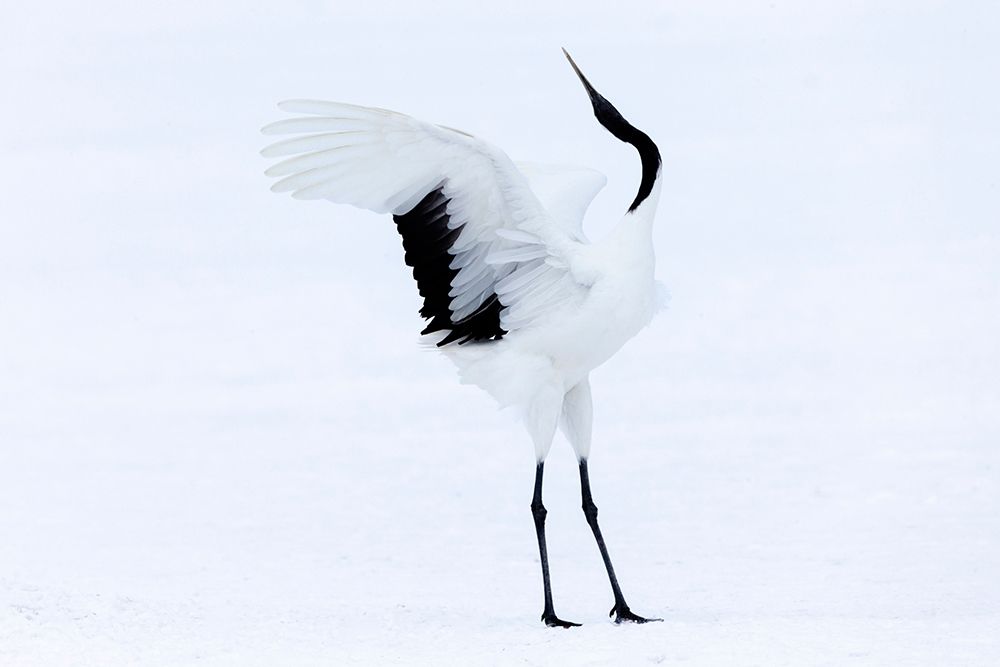 Japan-Hokkaido-Kushiro A red-crowned crane assumes elegant positions during its courtship dance